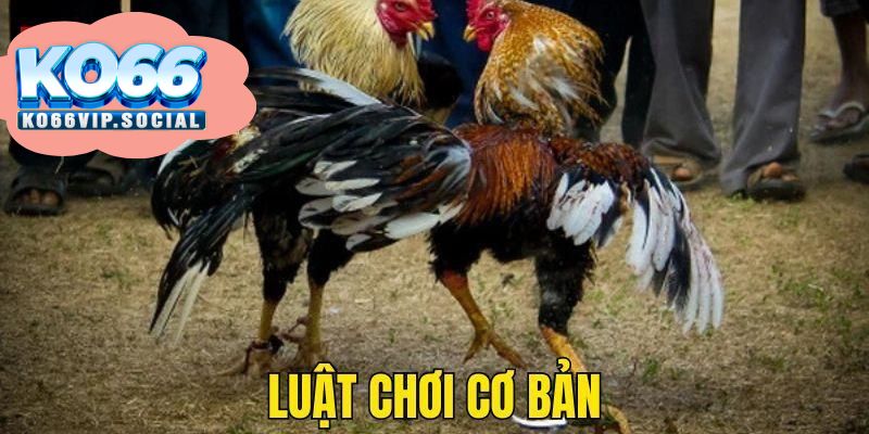 Những luật lệ cơ bản của đá gà cựa sắt là gì?